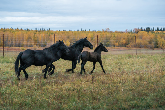 HotelAlbertaMetisCrossingWildlife