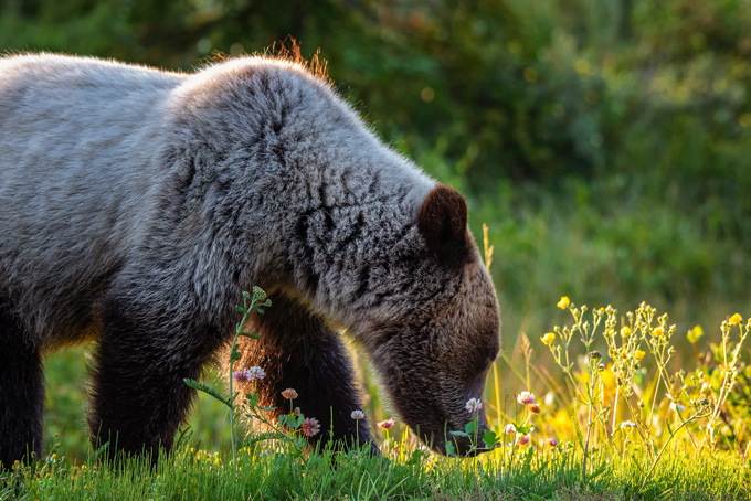 HotelAlbertaMountEngadineLodgeWildlife