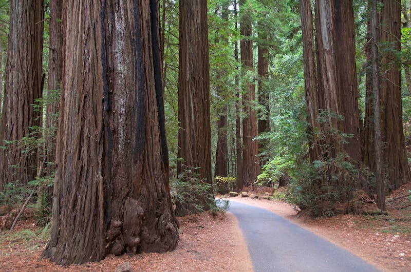 HDCaliforniaSonomaArmstrong Redwoods State Natural Reserve