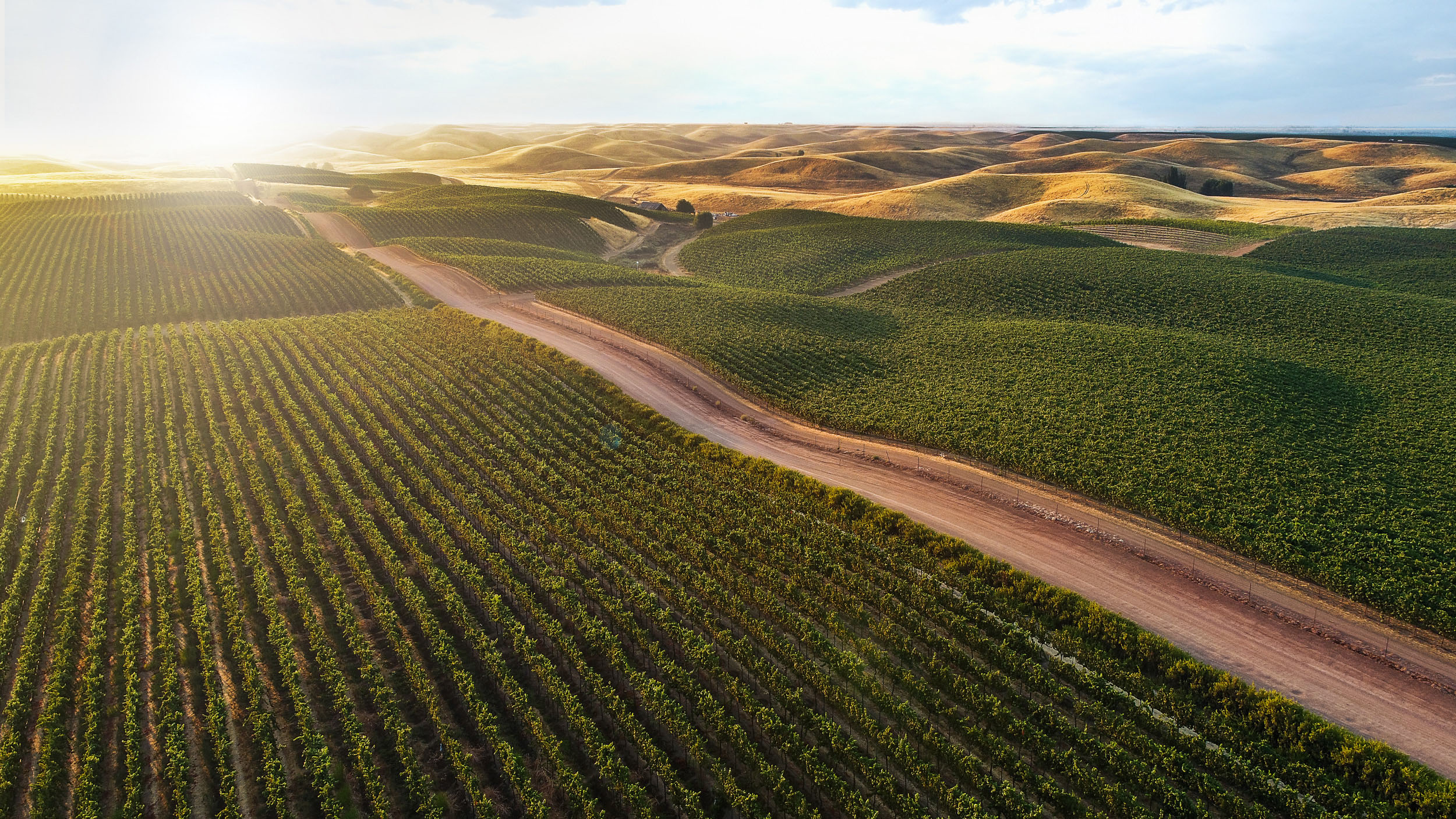 HDCaliforniaYolo CountyMatchbook Three Ranches Vineyard Drone