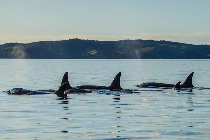 NeuseelandAuckland Wale Hafen
