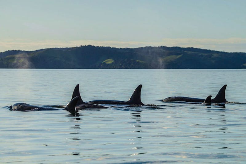 NeuseelandAuckland Wale Hafen