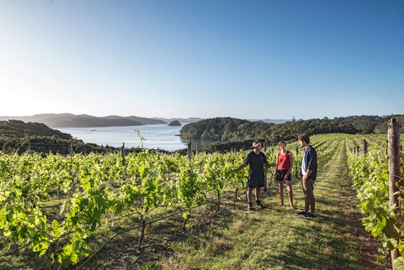 NeuseelandBay of Islands Weinberg