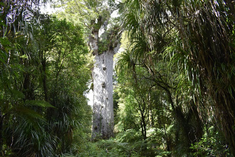 NeuseelandHokianga Kauri Coast Wald