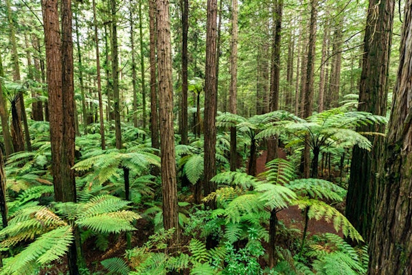 NeuseelandRotorua Wald