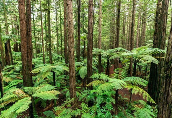NeuseelandRotorua Wald