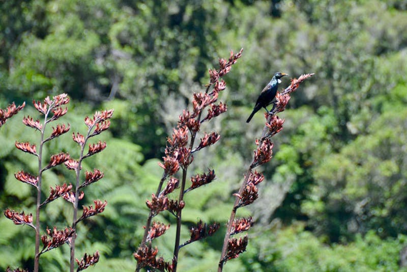 NeuseelandRotoruaVogel