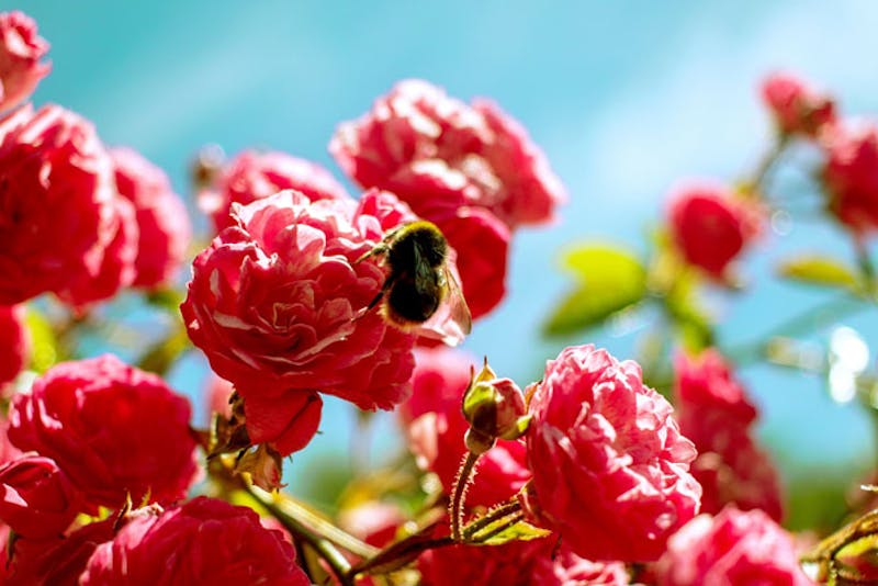 NeuseelandInvercargillRosen