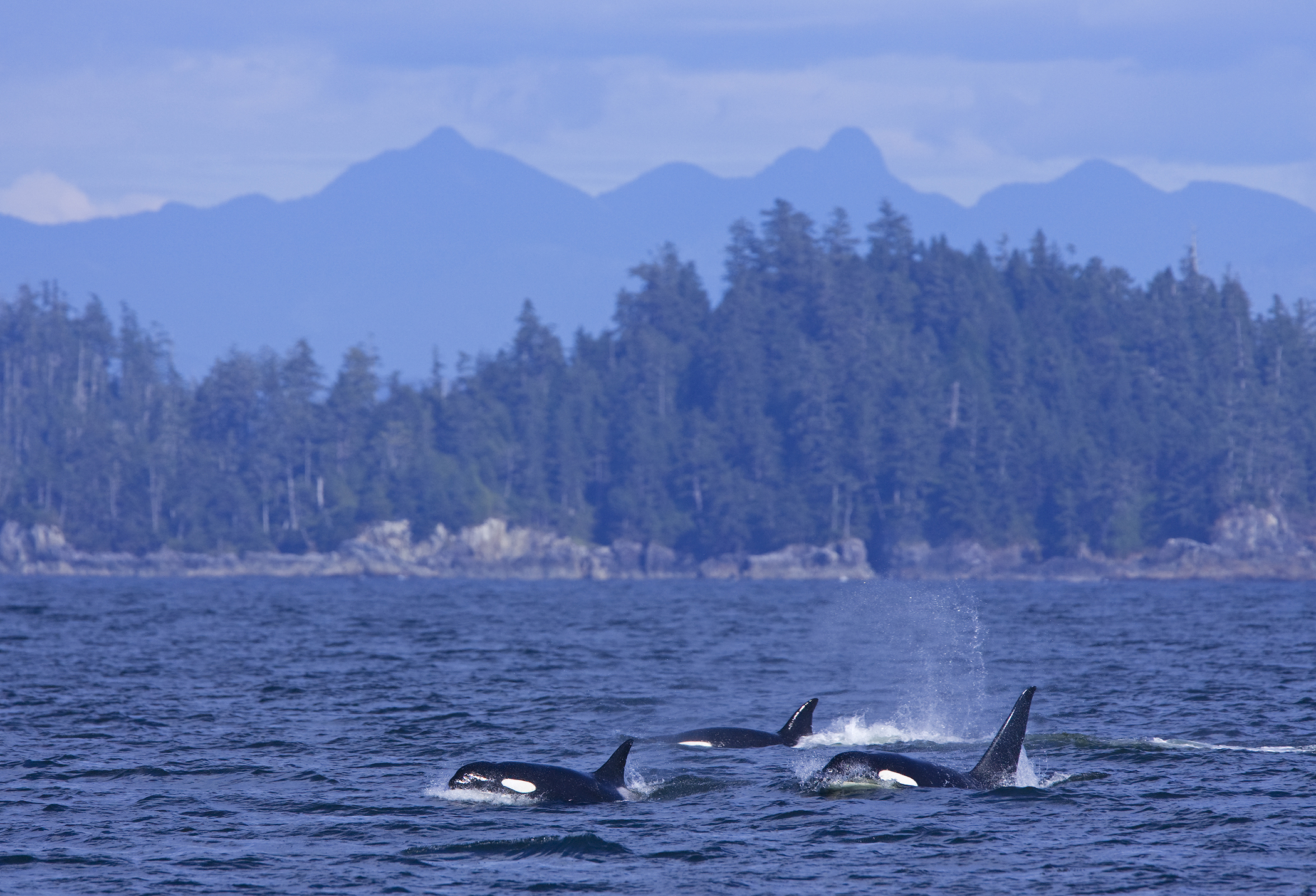 AusfluegeBritish ColumbiaUcluelet WhaleWatchingJamies