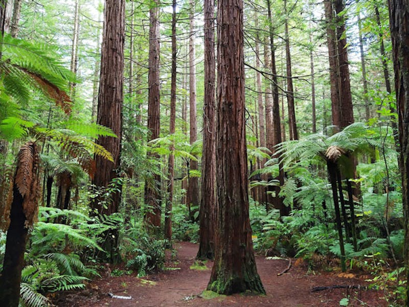 NeuseelandRortoruaWald