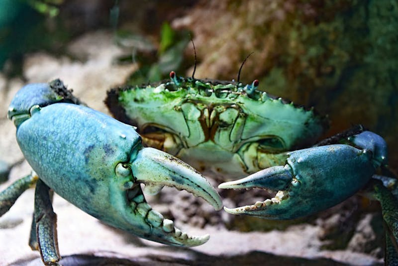 AustralienQueenslandCairnsKrebs