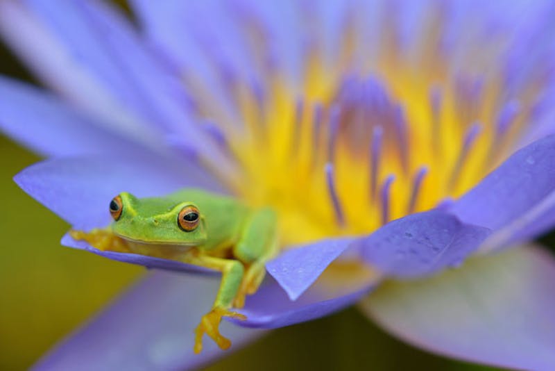 AustralienQueenslandCairnsFrosch