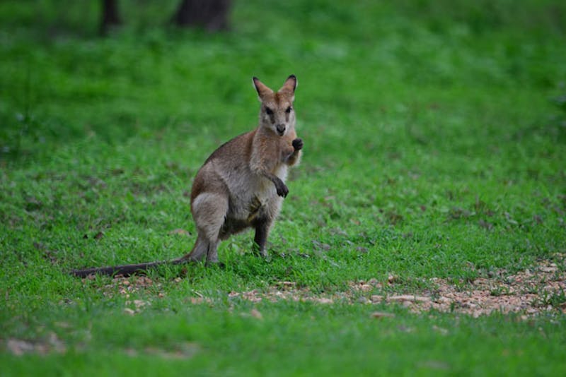 AustralienQueenslandTownsvilleWallaby