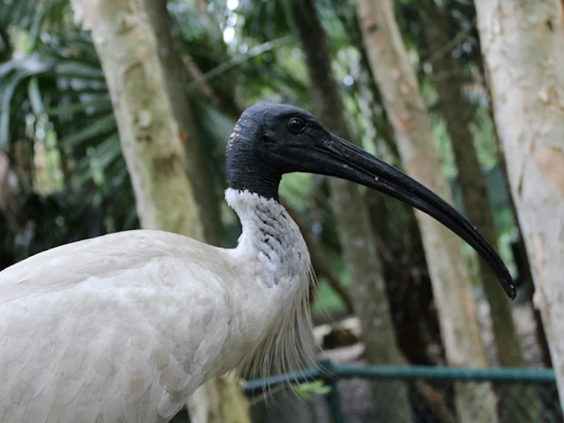 AustralienQueenslandRockhamptonVogel