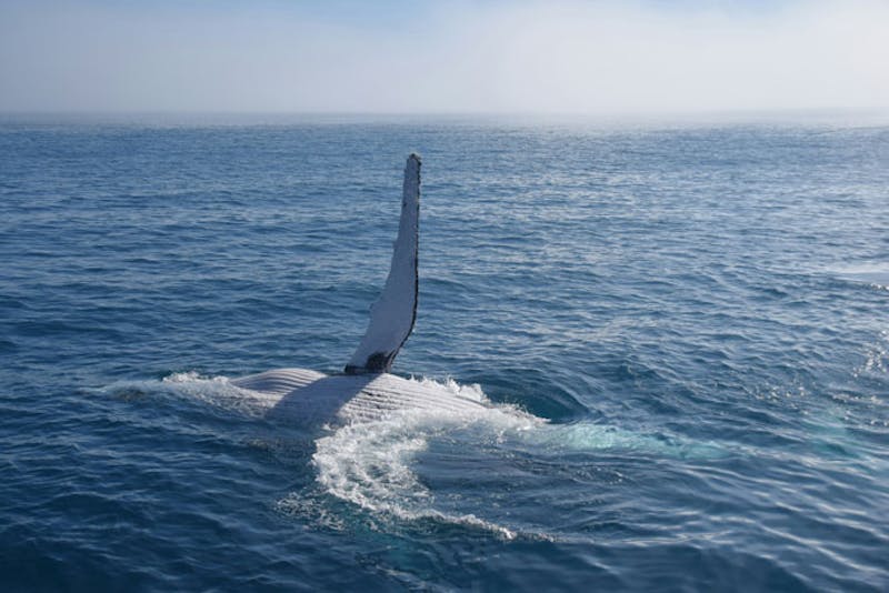 AustralienQueenslandHerveyBayWal