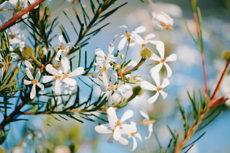 AustralienQueenslandFraserIslandBlumen