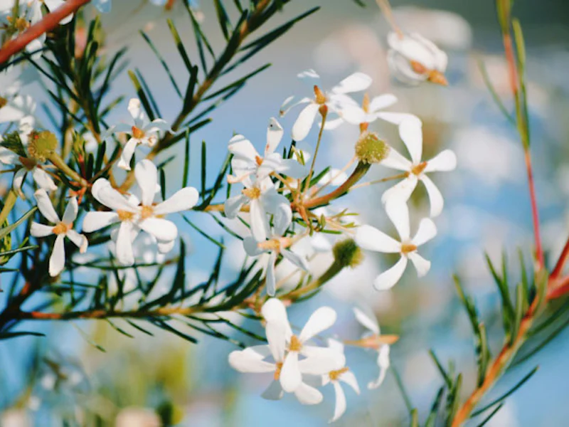 AustralienQueenslandFraserIslandBlumen