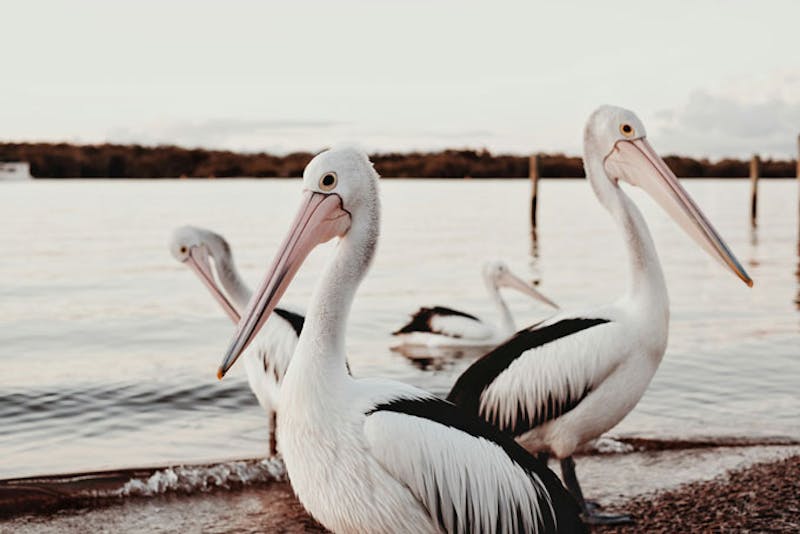 AustralienQueenslandNoosaPelikan