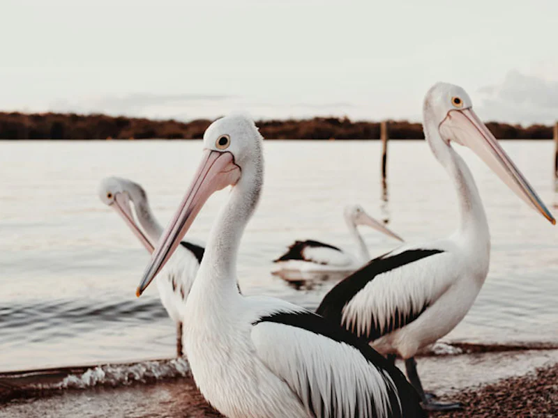 AustralienQueenslandNoosaPelikan