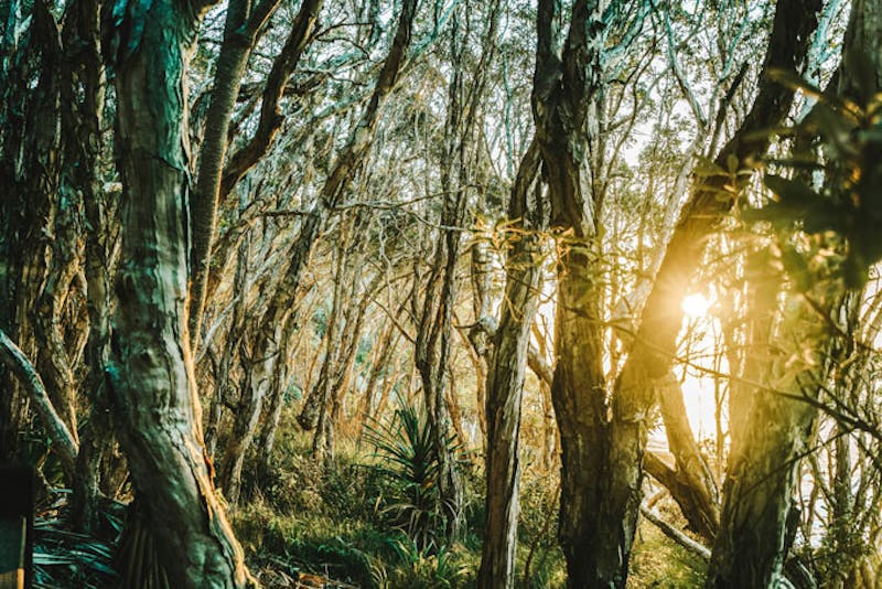 AustralienQueenslandNoosaWald