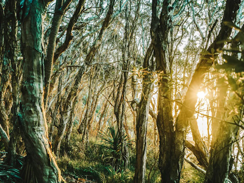 AustralienQueenslandNoosaWald
