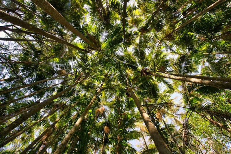 AustralienNewSouthWalesPortMacquarieBaeume