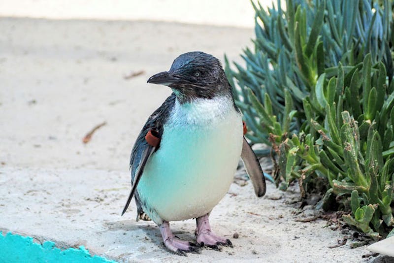 AustralienVictoriaBallaratPinguin