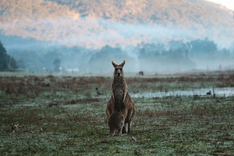 AustralienVictoriaGrampiansKangaroo