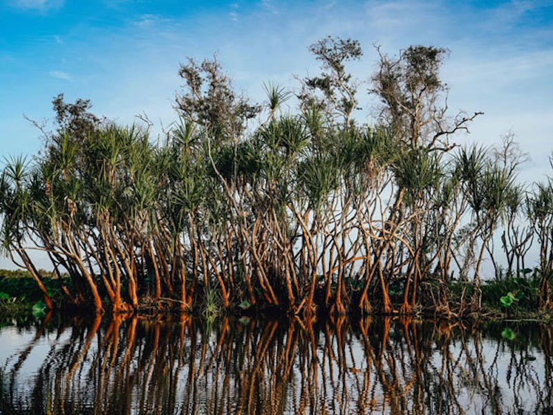 AustralienNorthernTerritoryKakaduYellow River