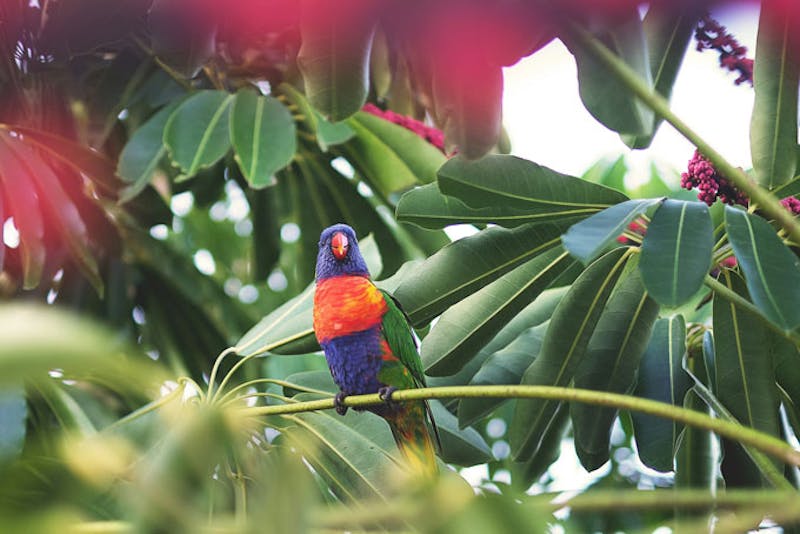 AustralienQueenslandAirlieBeachVogel
