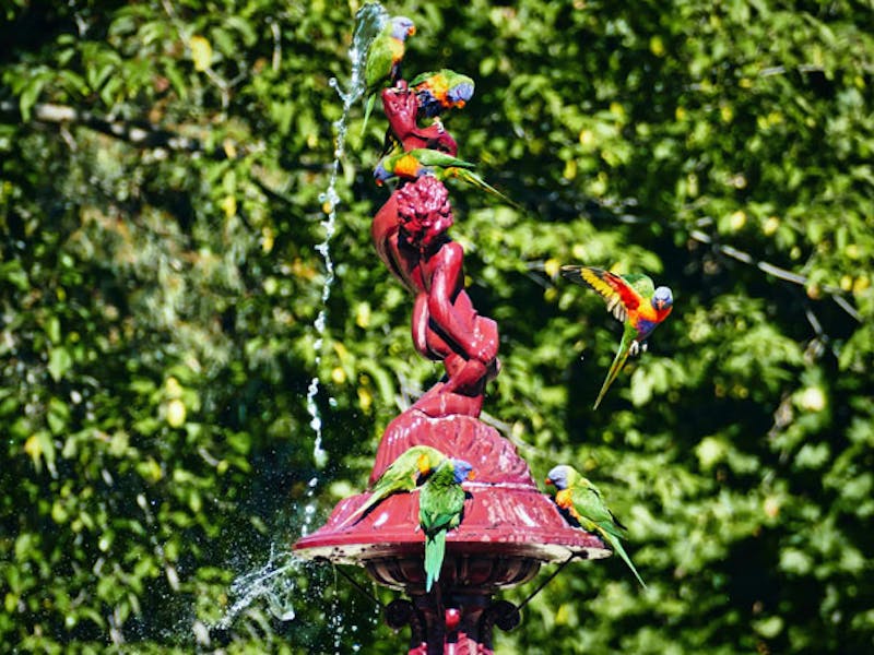 AustralienSouthAustraliaAdelaideVoegel