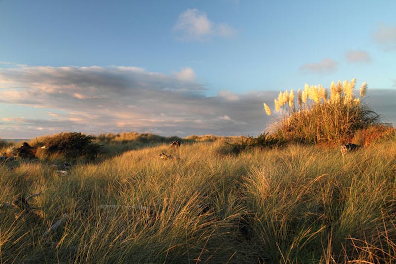 NeuseelandHokitikaWiese