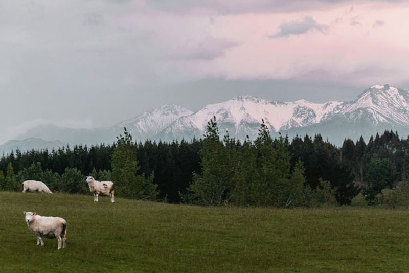 NeuseelandTe AnauSchafe