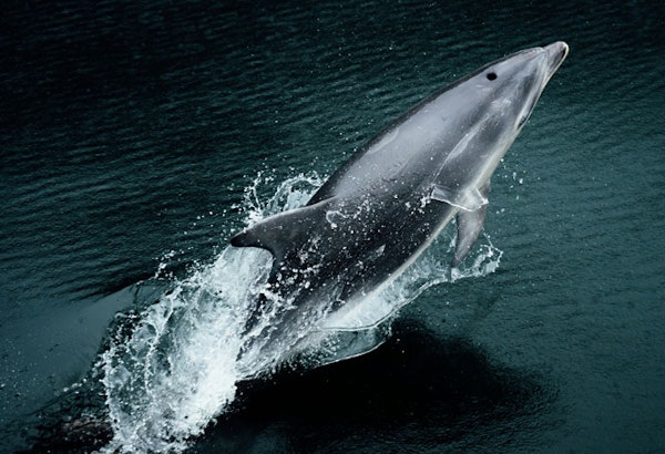 NeuseelandMilford SoundDelphin