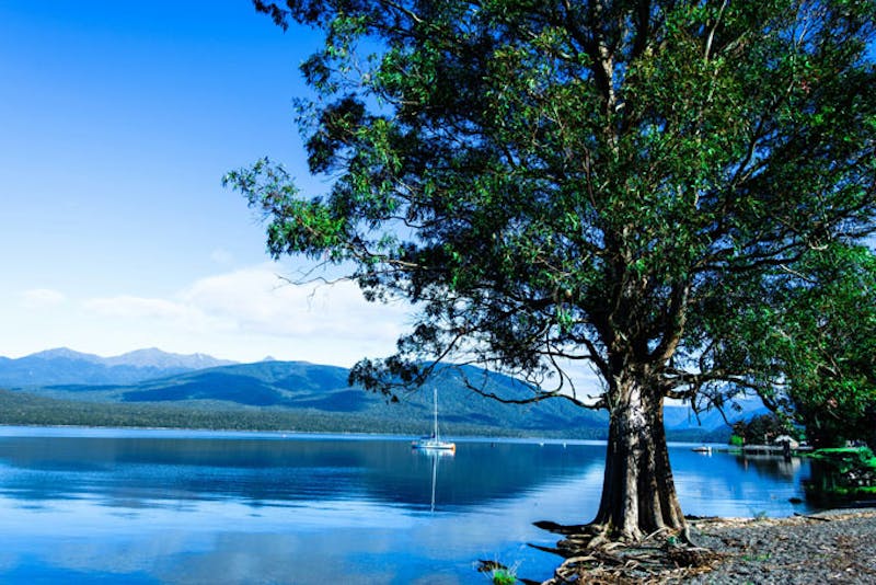 NeuseelandTe AnauBaum