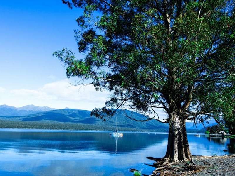 NeuseelandTe AnauBaum