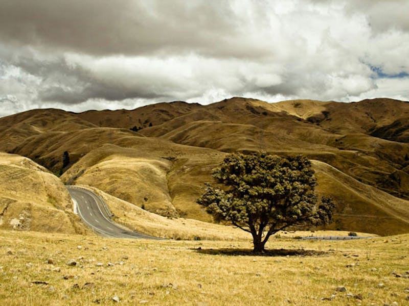 NeuseelandNelsonBaum
