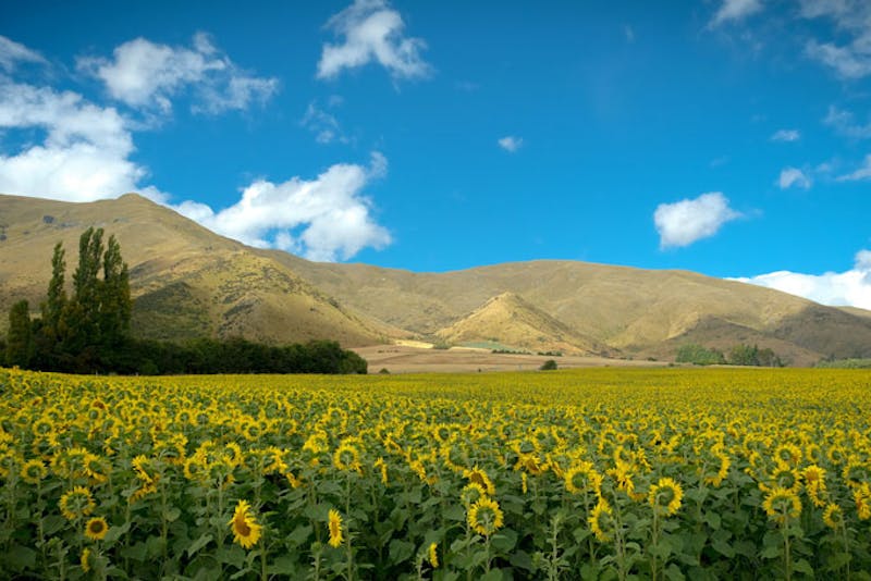 NeuseelandLake WanakaSonnenblumen