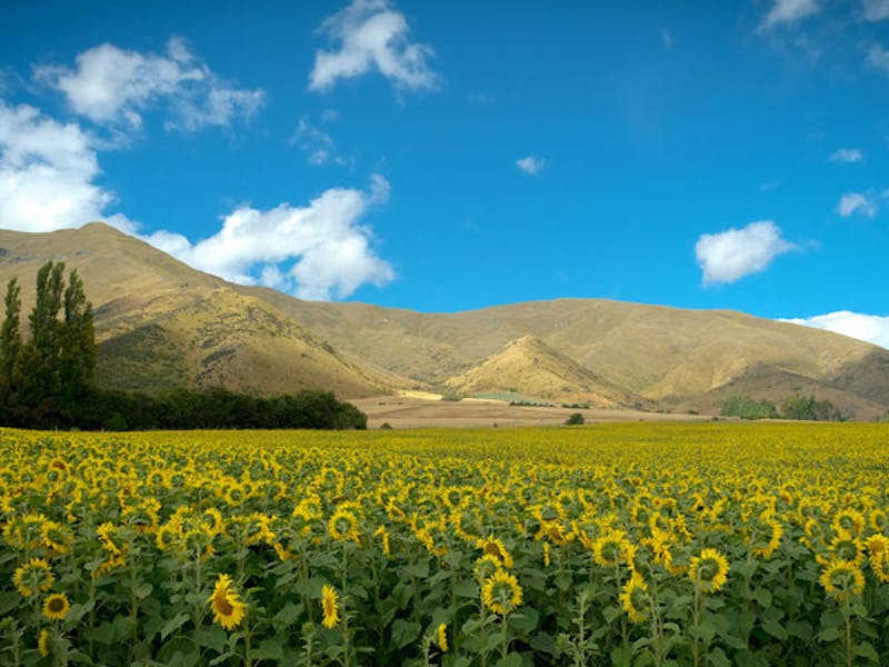 NeuseelandLake WanakaSonnenblumen