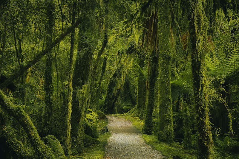 NeuseelandFox GlacierWald