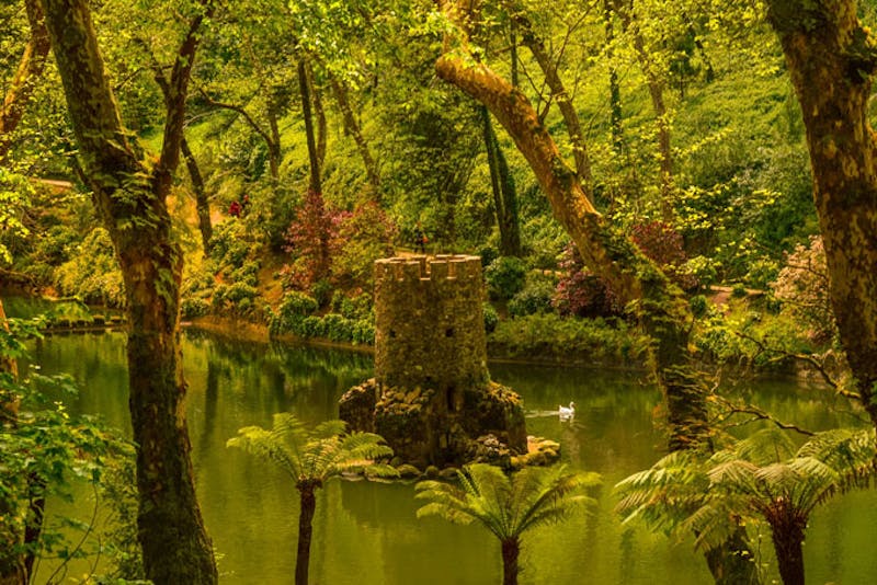 PortugalLissabonSintra Wald
