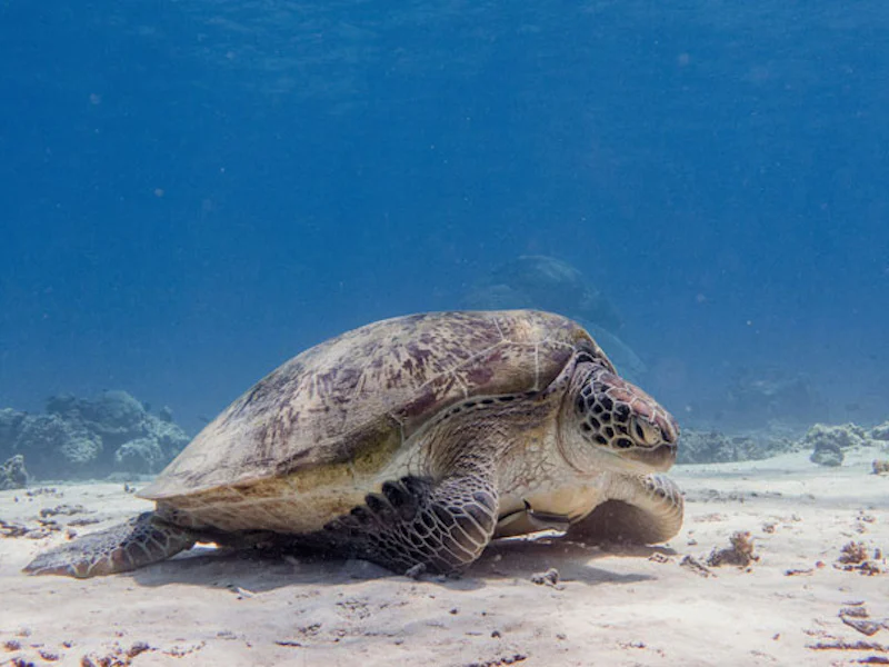 IndonesienLombokSchildkroete
