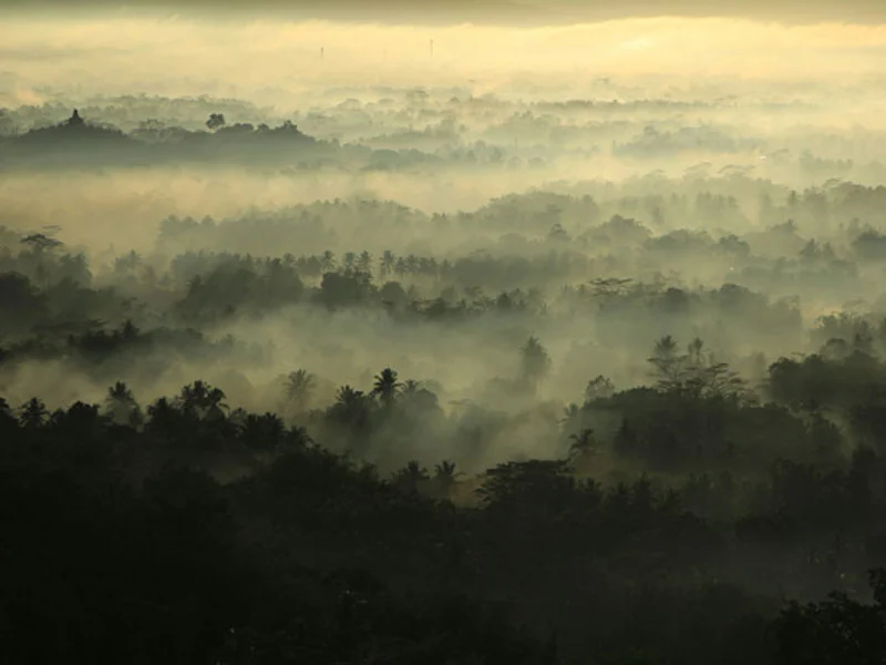 IndoesienMagelangWald
