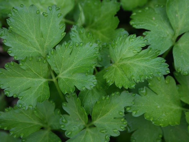 PortugalDouro ValleyPetersilie