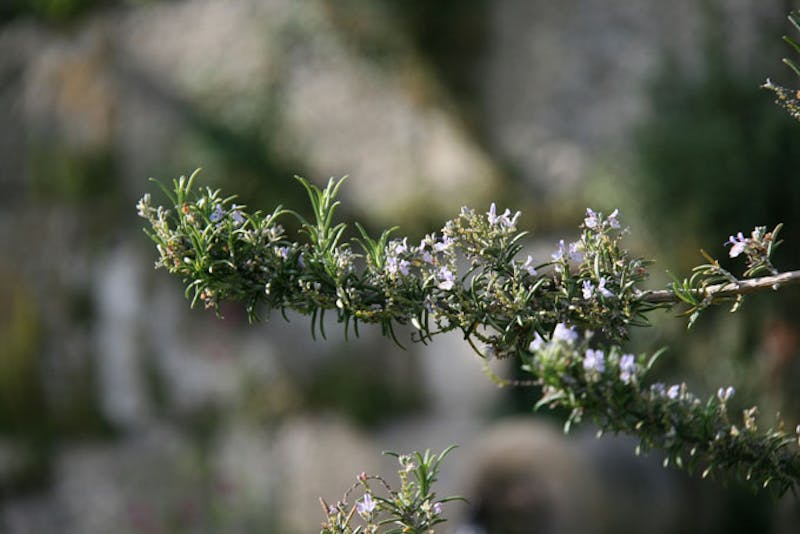 PortugalDouro ValleyRosmarin