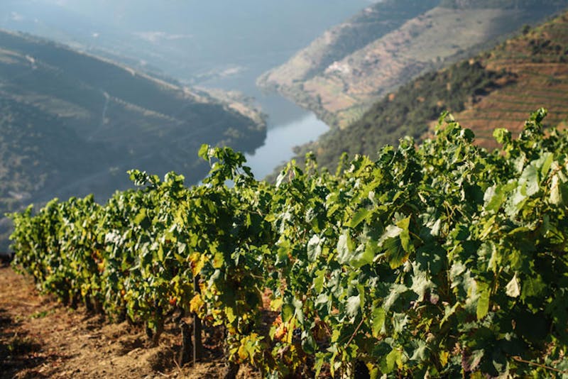 PortugalDouro ValleyWeinberg