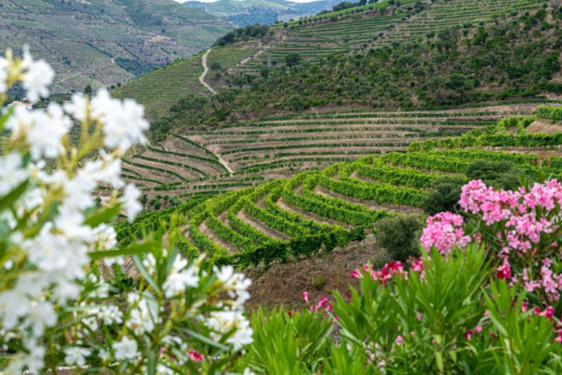 PortugalDouro ValleyBlumen