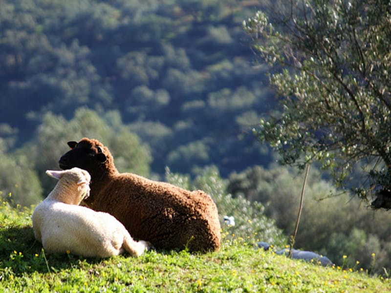 PortugalAlentejoEstremoz