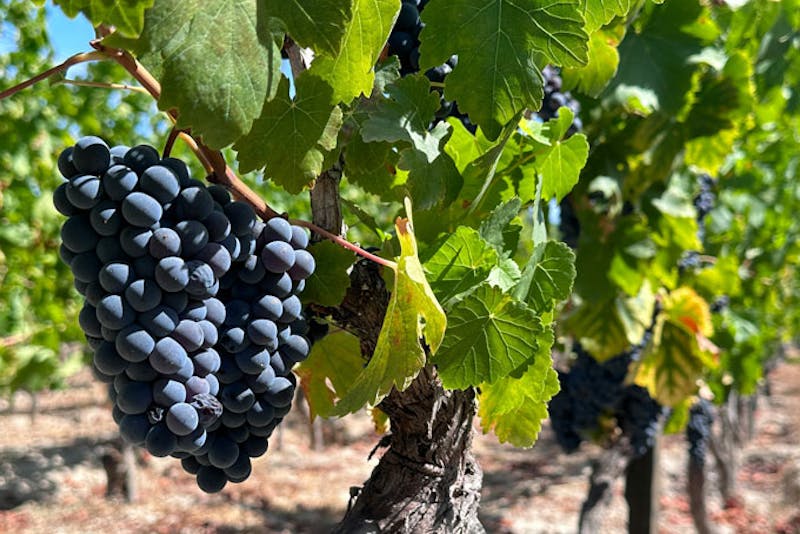 PortugalLissabonReben