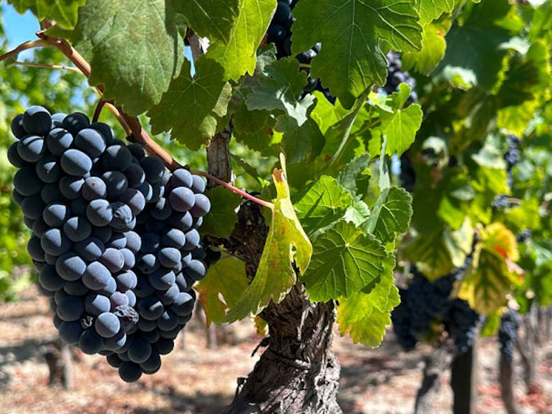 PortugalLissabonReben